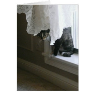 Calico Kitty sur la pilule de fenêtre, peek-a-boo!