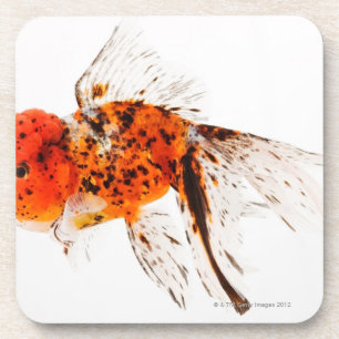 Calico lionhead goudvis (Carassius auratus). Bier Onderzetter