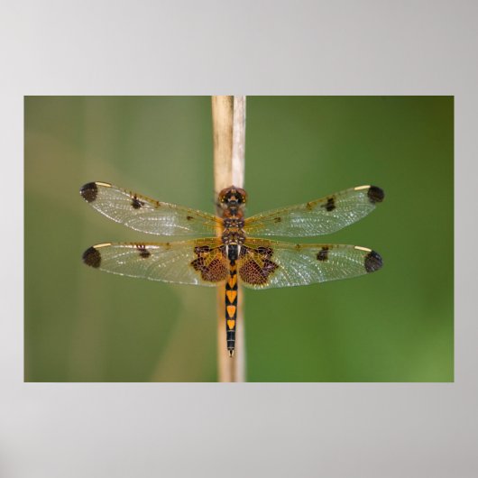 Calico Pennant Poster (Voorkant)