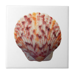 Calico Scallop Shell Tegeltje