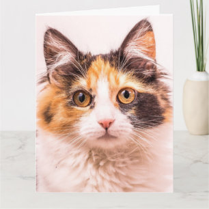 CALICO SCHATTIGEE KAT VERJAARDAG WENSKAART KAART