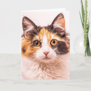 CALICO SCHATTIGEE KAT VERJAARDAG WENSKAART KAART