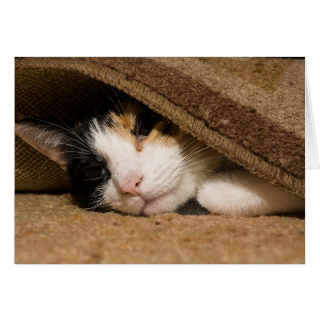Calico Sous Le Tapis (Devant Horizontal)