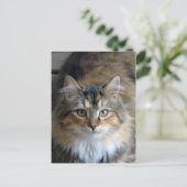 Calico Tabby Briefkaart (Staand voorkant)