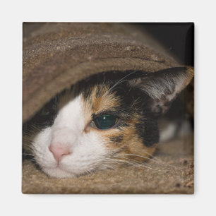 Calico Taco Magneet