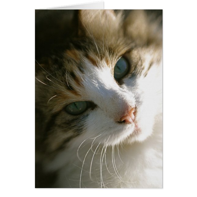 Calico Tiger (Devant)