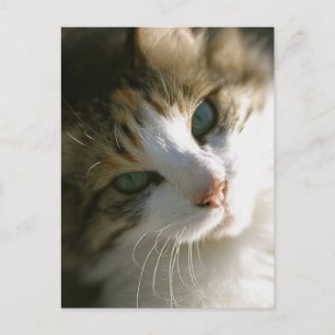 Calico Tiger Cat Briefkaart