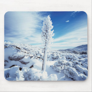 California, Anza Borrego Desert State Park 2 Muismat