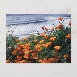 California, Big Sur Coast, California Poppy Briefkaart