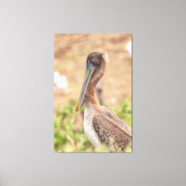 California Brown Pelican Canvas Afdruk