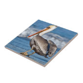 California Brown Pelican Tegeltje (Zijkant)