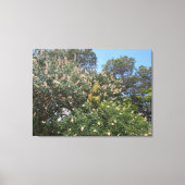 California Buckeye Canvas Afdruk (Voorkant)