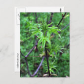 California Buckeye Seedling Briefkaart (Voorkant / Achterkant)