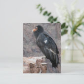 California Condor Briefkaart (Staand voorkant)