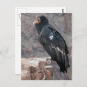 California Condor Briefkaart (Voorkant / Achterkant)