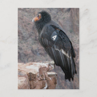 California Condor Briefkaart