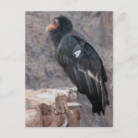 California Condor Briefkaart (Voorkant)
