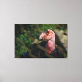 California Condor Canvas Afdruk