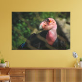 California Condor Canvas Afdruk (Insitu (Woonkamer))