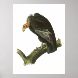 California Condor van Audubon Poster