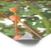 CALIFORNIA DESERT FLOWER #1 POSTER (Hoek)