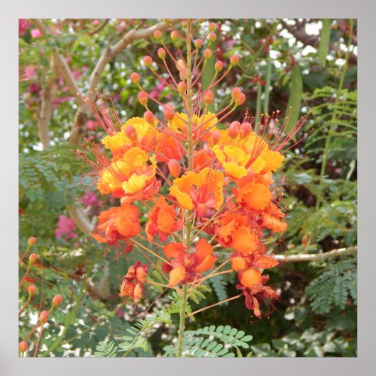 CALIFORNIA DESERT FLOWER #1 POSTER (Voorkant)