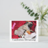 California Dreaming Peanut the Pug Briefkaart (Staand voorkant)