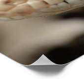 California Gopher Snake Poster (Hoek)