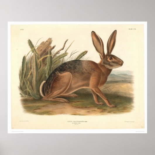 California Hare by Audubon (0177A) Poster (Voorkant)