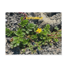 CALIFORNIA KLEURCELEBRATIE: BRIEFKAART SEPTEMBER