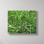 California Meadow Sedge Canvas Afdruk (Voorkant)