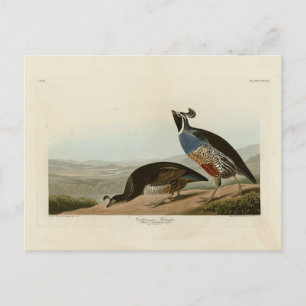 California Partridge - Audubon's Birds of America Briefkaart