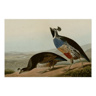 California Partridge Perfect Poster