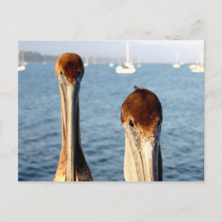 California Pelicans Briefkaart
