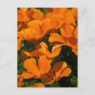 California Poppies Briefkaart