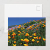 California Poppies Briefkaart (Voorkant / Achterkant)