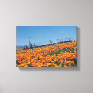 California Poppies Canvas Afdruk