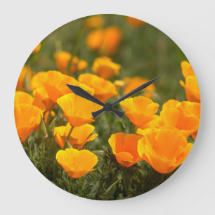 California poppies, Montana de Oro State Park Grote Klok