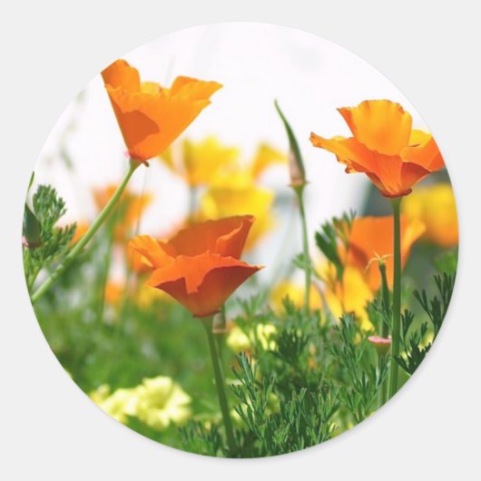 California Poppies Ronde Sticker (Voorkant)