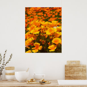 California Poppies Schoonheid van de lente Poster