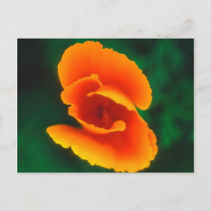 California Poppy Briefkaart