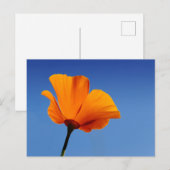 California Poppy Briefkaart (Voorkant / Achterkant)