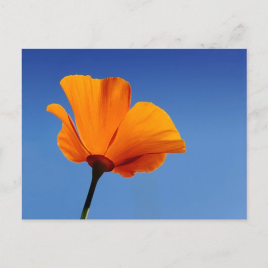 California Poppy Briefkaart (Voorkant)