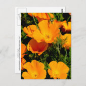 "California Poppy" Briefkaart (Voorkant / Achterkant)