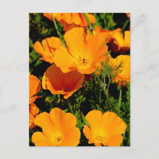 "California Poppy" Briefkaart (Voorkant)