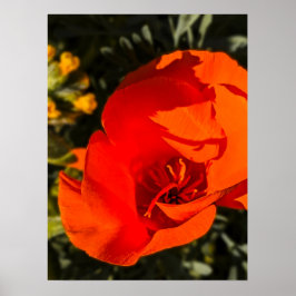 California Poppy - California Poppy 1 Poster