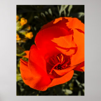 California Poppy - California Poppy 1 Poster