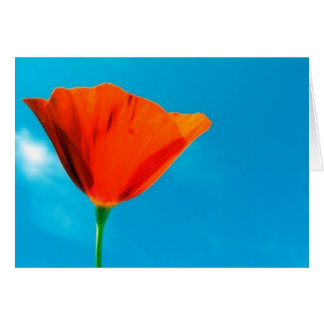 California Poppy Card