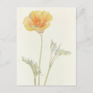 California Poppy door Margaret Armstrong Briefkaart