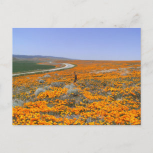 California Poppy Field Briefkaart